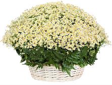 Цветочная композиция из Ромашки в корзине #REPLACE_PRED# Прогресс